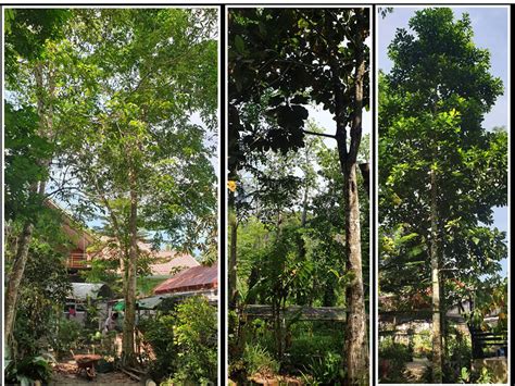 philippine native tree enthusiasts